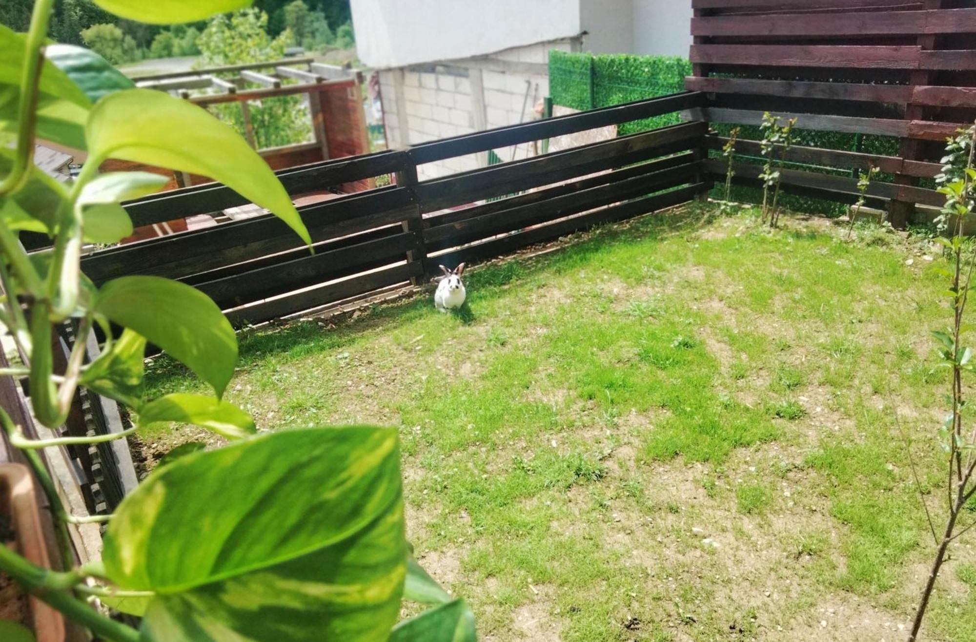 Apartamento Doi Iepuri Azuga Exterior foto